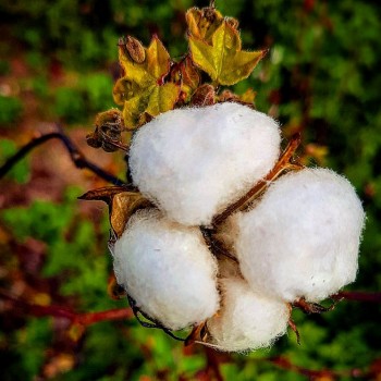 Cotton (Gossypium Hirsutum)